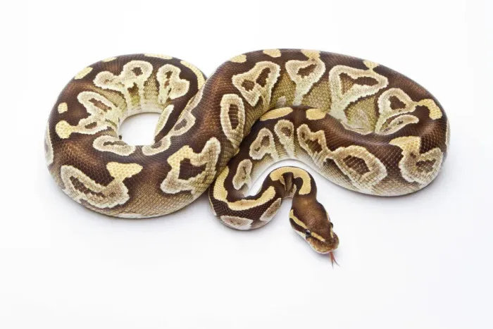 Impression encadrée : Python royal - Python regius -, Mojave Razor, femelle, élevage de reptiles Markus Theimer, Autriche.