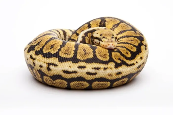 Impression encadrée : Le python royal -Python regius-, Powerball, mâle, éleveur de reptiles Willi Obermayer, Autriche.