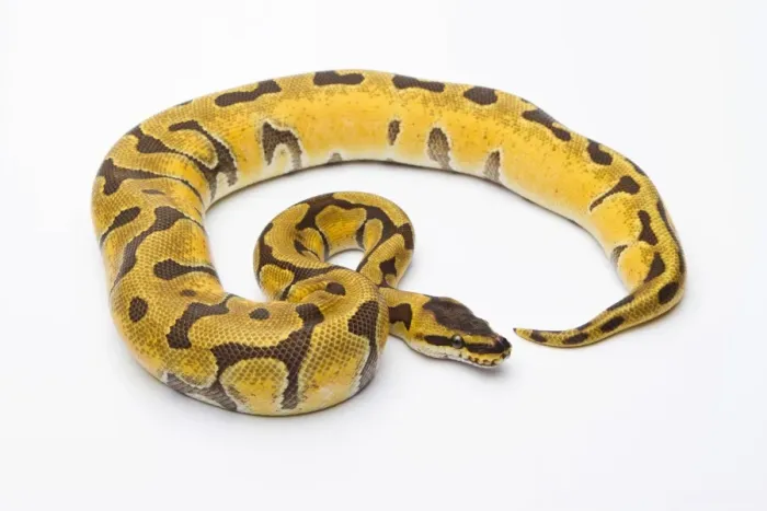 Impression encadrée : Python royal - Python regius -, Super Enchi, femelle, élevage de reptiles Markus Theimer, Autriche.