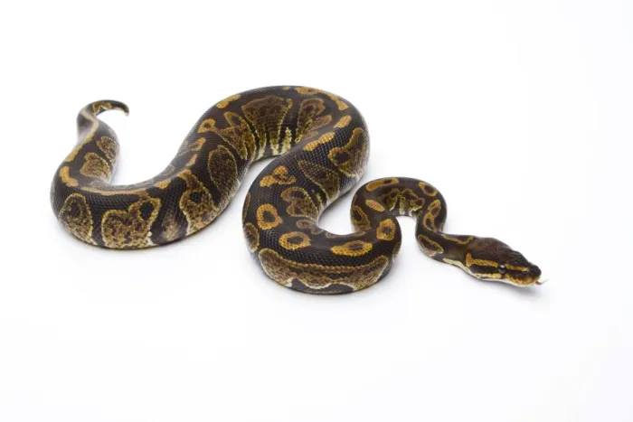 Impression encadrée : Python royal - Python regius -, Super Granite, mâle, Markus Theimer élevage de reptiles, Autriche. Impression encadrée : Python royal - Python regius -, Super Granite, mâle, Markus Theimer élevage de reptiles, Autriche.