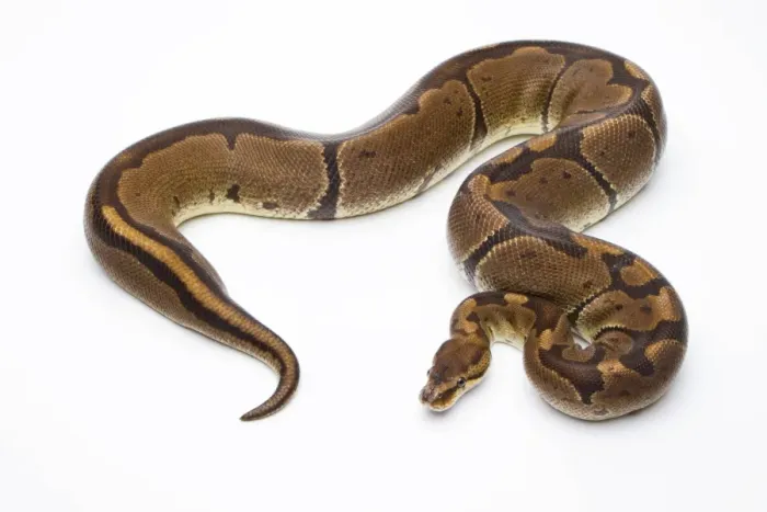Impression encadrée : Pyton royal -Python regius-, Super Venom, femelle, élevage de reptiles Markus Theimer, Autriche. Impression encadrée : Pyton royal -Python regius-, Super Venom, femelle, élevage de reptiles Markus Theimer, Autriche.