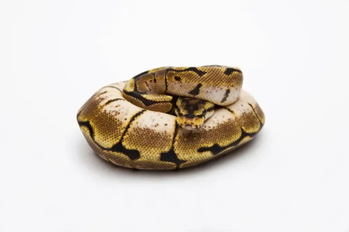 Impression encadrée : Le Python de Ball ou Python Royal -Python regius-, femelle. Impression encadrée : Le Python de Ball ou Python Royal -Python regius-, femelle.