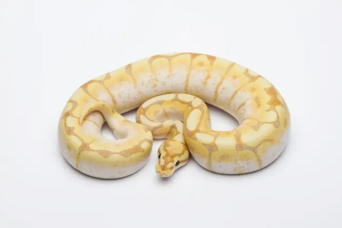 Impression encadrée : Le Spider CG Ball Python ou Royal Python -Python regius-, mâle. Impression encadrée : Le Spider CG Ball Python ou Royal Python -Python regius-, mâle.