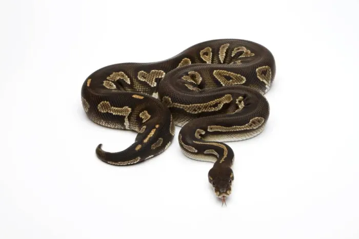 Impression encadrée : Python noir royal ou Python regius -Python regius-