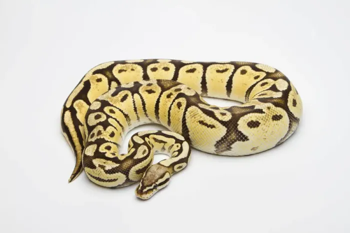 Impression encadrée : Python royal femelle - Python regius - ou Python à boules de vanille pastel. Impression encadrée : Python royal femelle - Python regius - ou Python à boules de vanille pastel.