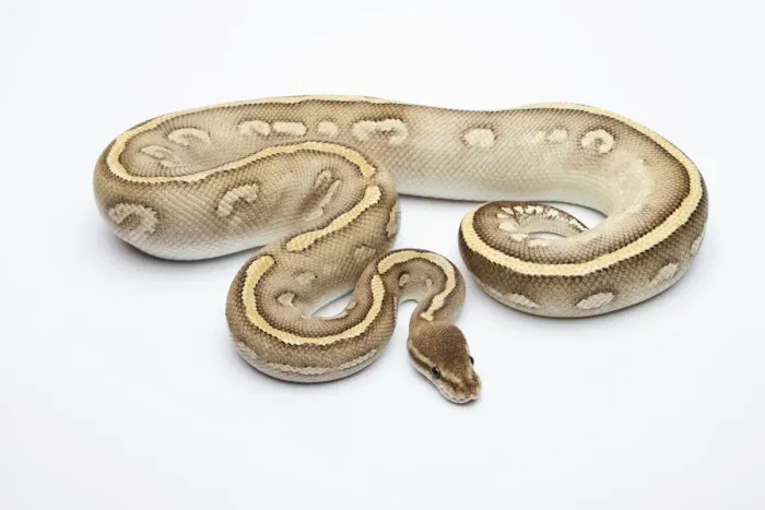 Impression encadrée : Python royal mâle - Python regius - ou Ball python géant.