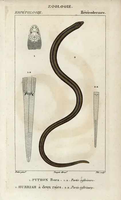 Impression encadrée : Le python indien, le python bora, le Python molurus et la bockadam de Nouvelle-Guinée, l'ourari double-rayé hurriah, Cerberus rynchops. Gravure stipple en cuivre coloriée à la main d'après Jussieu's Dictionnaire des sciences naturelles 1816-1830. Impression encadrée : Le python indien, le python bora, le Python molurus et la bockadam de Nouvelle-Guinée, l'ourari double-rayé hurriah, Cerberus rynchops. Gravure stipple en cuivre coloriée à la main d'après Jussieu's Dictionnaire des sciences naturelles 1816-1830.