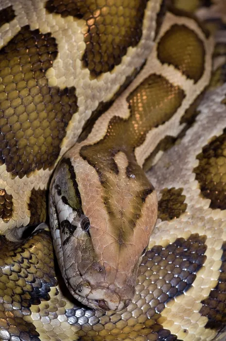 Impression encadrée : Le python birman (Python molurus bivittatus) enroulé, portrait de tête. Captif.