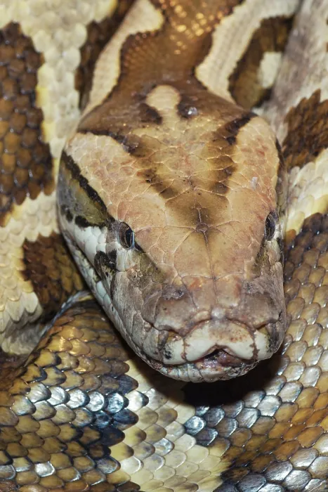 Impression encadrée : Le python du Myanmar (Python molurus bivittatus) enroulé, portrait de tête. Captif.