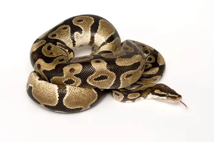 Impression encadrée : Ball / Python royal (Python regius) enroulé avec la langue étendue. Impression encadrée : Ball / Python royal (Python regius) enroulé avec la langue étendue.