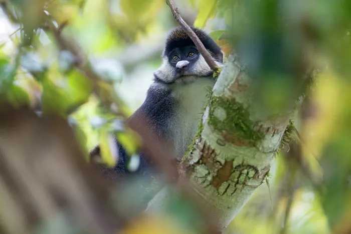 Impression encadrée : Singe à queue rousse (Cercopithecus ascanius) assis dans un arbre, parc national de la forêt de Kibale, Ouganda. Impression encadrée : Singe à queue rousse (Cercopithecus ascanius) assis dans un arbre, parc national de la forêt de Kibale, Ouganda.