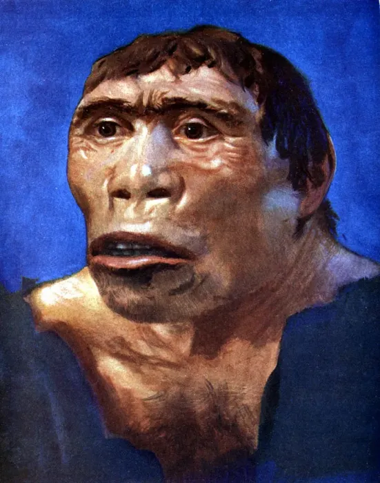Impression encadrée : L'Homme de Java (Pithecanthropus erectus). Impression encadrée : L'Homme de Java (Pithecanthropus erectus).
