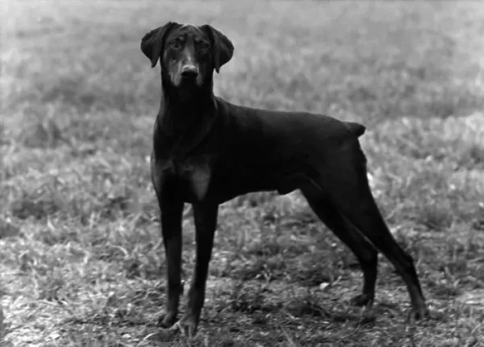 Impression encadrée : Chute  /  Dobermann  /  1952