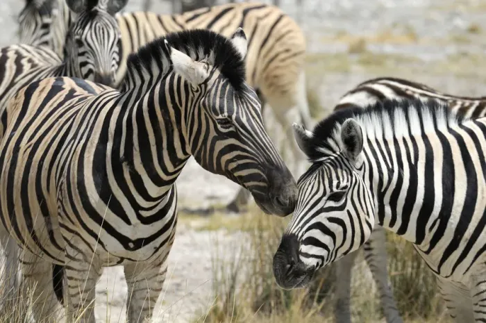 Impression encadrée : Namibia. Zèbre (Equus burchelli), Parc national d'Etosha, Région de Kunene, Namibie