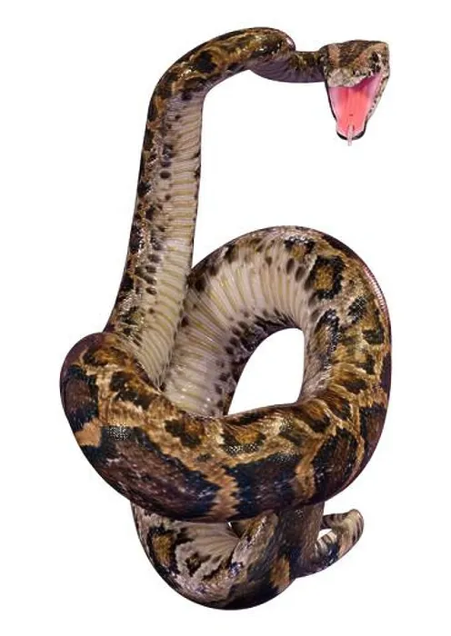 Impression encadrée : Représentation 3D d'un python du Myanmar ou Python bivittatus. Impression encadrée : Représentation 3D d'un python du Myanmar ou Python bivittatus.