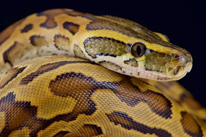 Impression encadrée : Python du désert (Python sebae)
