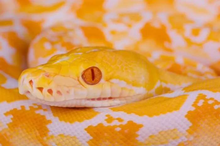 Impression encadrée : Le python albino reticulé  /  Le python reticulé.