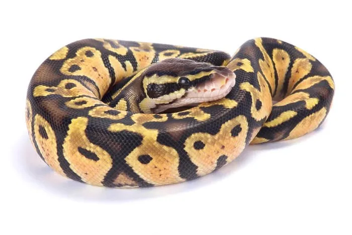 Impression encadrée : Python à tête de ball, Python regius