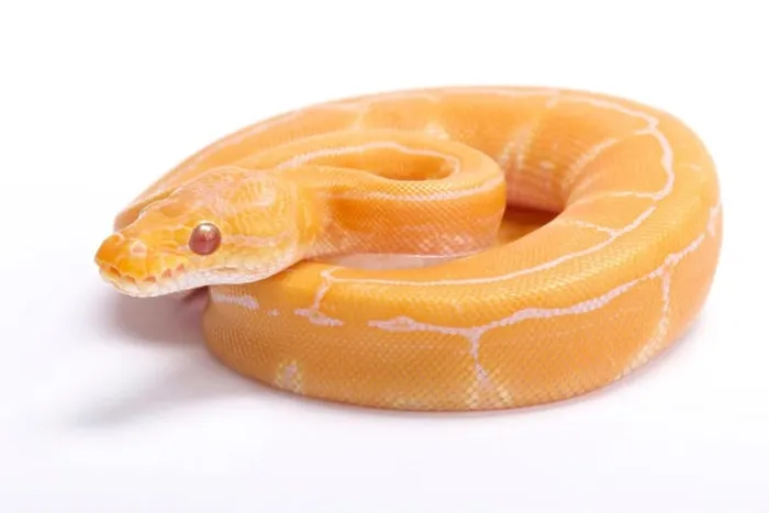 Impression encadrée : Le python royal, Python regius, python albino à rayures. Impression encadrée : Le python royal, Python regius, python albino à rayures.