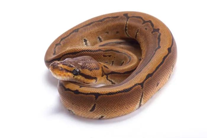 Impression encadrée : Python à boules, Python regius, pinstripe.