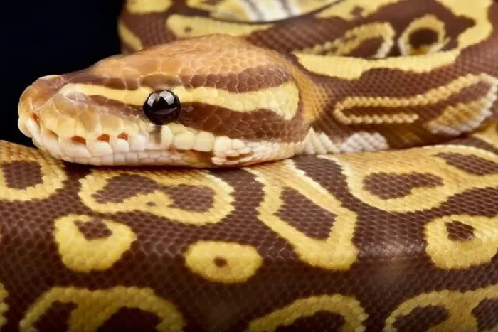 Impression encadrée : La python de ball (Python regius) est le serpent d'animal de compagnie le plus populaire du monde.