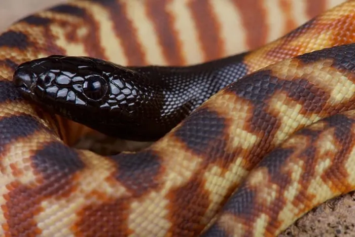 Impression encadrée : Python à tête noire  /  Aspidites melanocephalus.