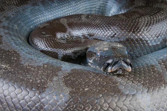 Impression encadrée : Le python de Bornéo  /  Python curtus breitensteini.