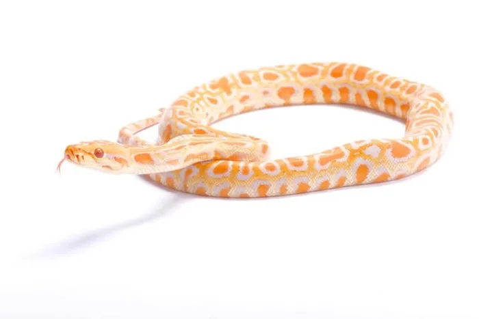 Impression encadrée : Le python birman, Python bivittatus, albinos.