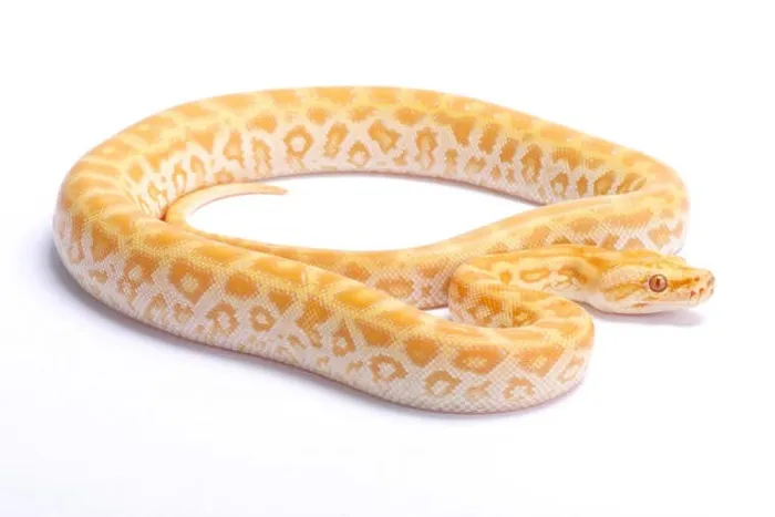 Impression encadrée : Python birman, Python bivittatus, python albinos du labyrinthe.