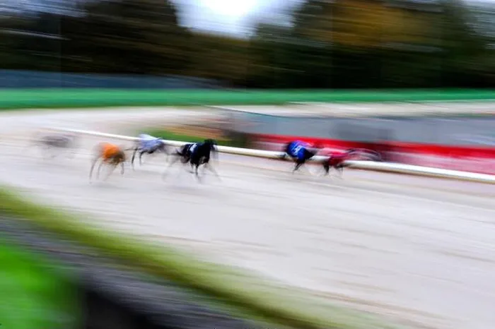 Impression encadrée : Les éleveurs de lévriers à Wolverhampton Courses. Impression encadrée : Les éleveurs de lévriers à Wolverhampton Courses.