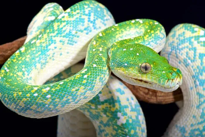 Impression encadrée : Le python vert de l'arbre (Morelia viridis) Impression encadrée : Le python vert de l'arbre (Morelia viridis)