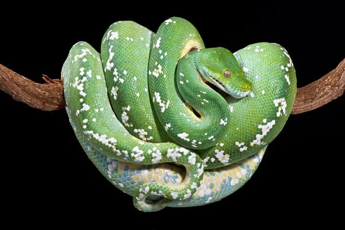 Impression encadrée : Le python vert de l'arbre (Morelia viridis)