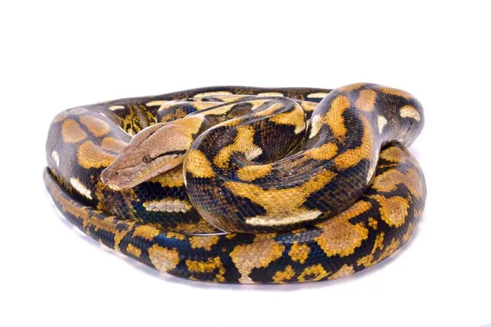 Impression encadrée : Le python reticulé, Malayopython reticulatus. Impression encadrée : Le python reticulé, Malayopython reticulatus.