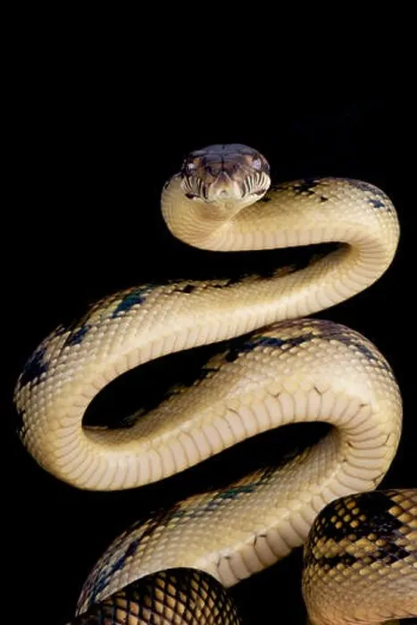 Impression encadrée : Le python érable  /  Morelia amethistina.