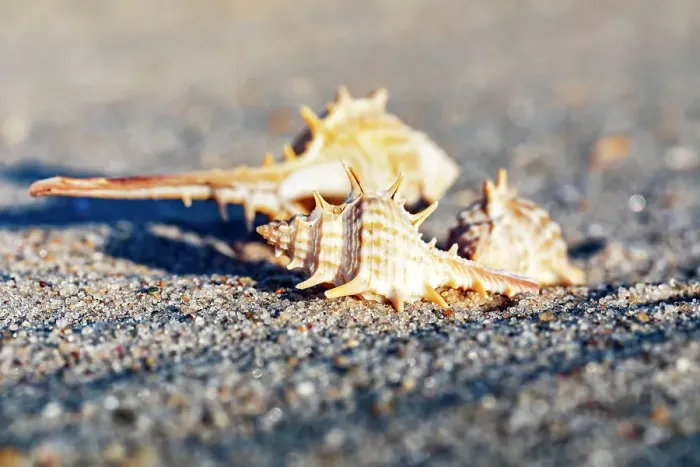 Impression encadrée : Seashell Impression encadrée : Seashell