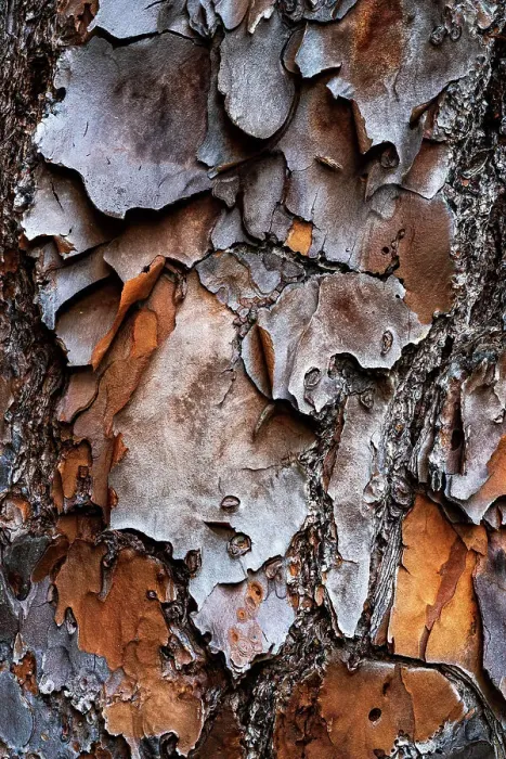 Impression encadrée : Texture de l'arbre.