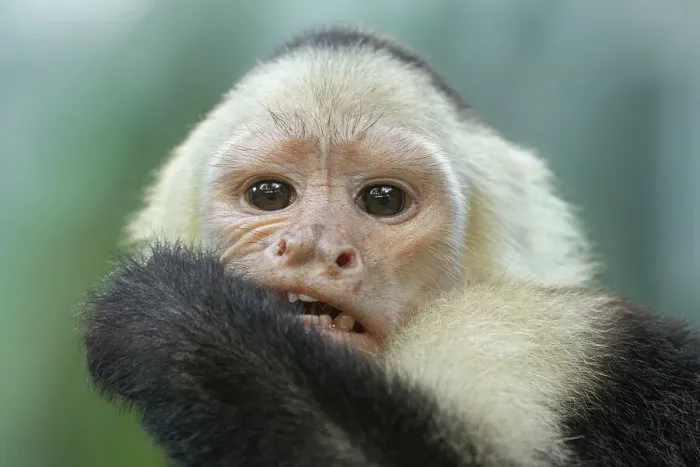 Impression encadrée : Singe capucin