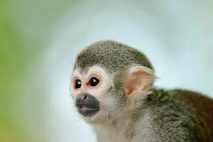 Impression encadrée : Singe à queue de rat commun (Saimiri sciureus), portrait animal, captif, Allemagne, Europe.