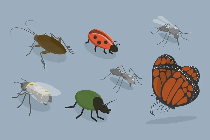 Impression encadrée : Ensemble vectoriel plat isométrique 3D d'insectes.