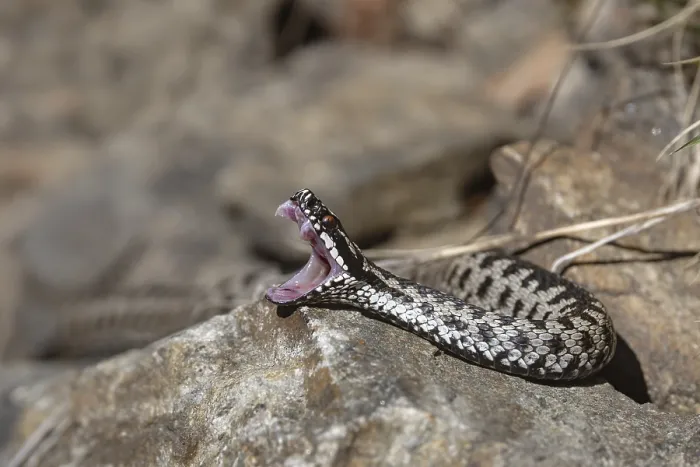 Impression encadrée : Vipère à collet (Vipera berus)