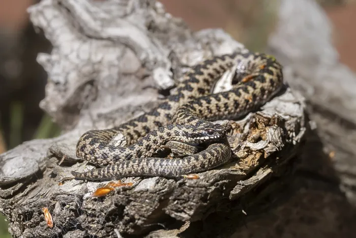 Impression encadrée : Vipère péliade (Vipera berus) Impression encadrée : Vipère péliade (Vipera berus)