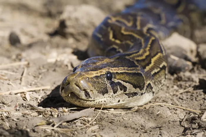 Impression encadrée : Python à roche d'Afrique (Python sebae) au sol, Parc national de Djoudj, Sénégal Impression encadrée : Python à roche d'Afrique (Python sebae) au sol, Parc national de Djoudj, Sénégal