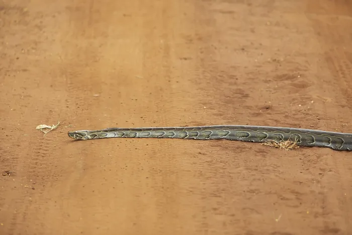 Impression encadrée : Le python de roche africain (Python sebae) sur une piste de sable rouge.