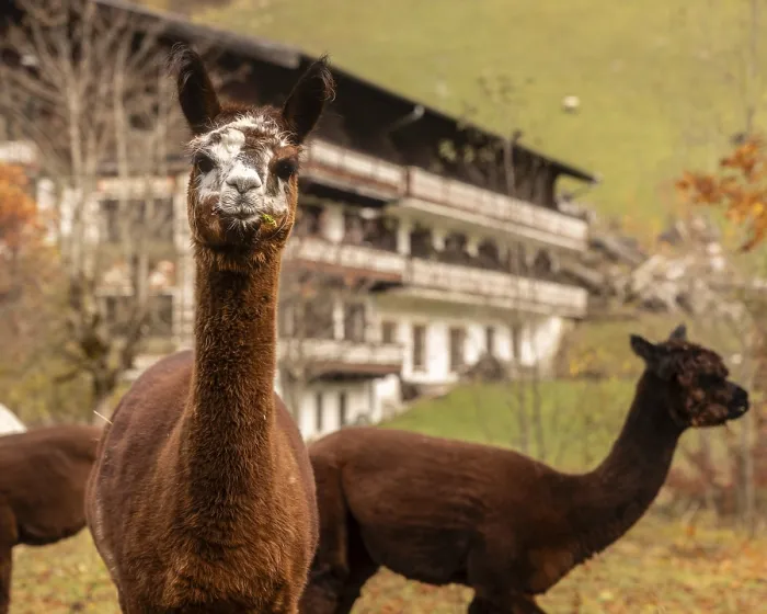 Impression encadrée : Deux lamas, un regardant la caméra.