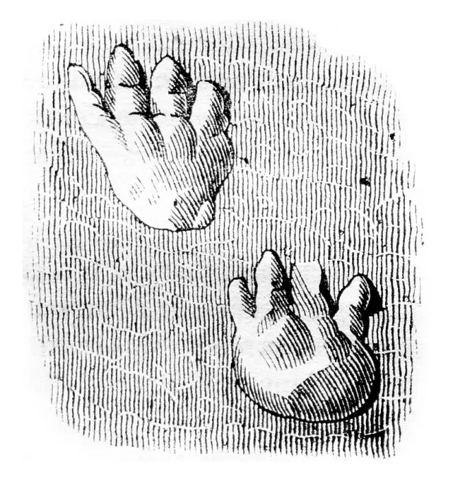 Impression encadrée : Un autre détail de l'amplification, taille naturelle, illustration gravée ancienne. Impression encadrée : Un autre détail de l'amplification, taille naturelle, illustration gravée ancienne.