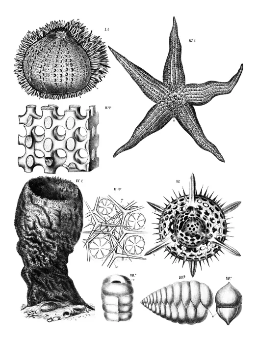 Impression encadrée : Anatomie des échinodermes, divers échinodermes.