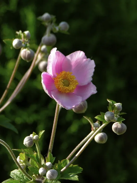 Impression encadrée : Anemone