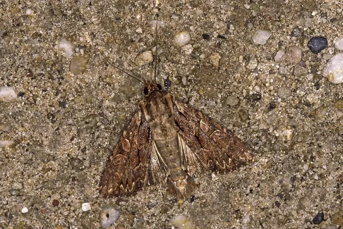 Impression encadrée : Apamea monoglypha, dévoreuse de racines.