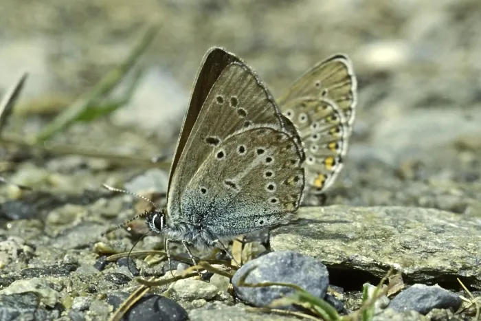 Impression encadrée : Aricia eumedon, Eumedonia eumedon