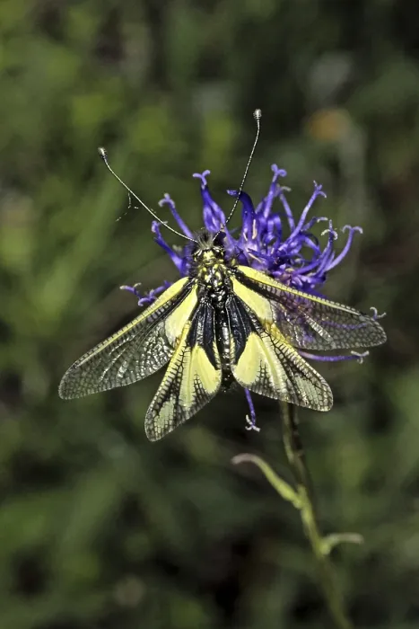 Impression encadrée : Ascalaphus libelluloides, hache à papillons. Impression encadrée : Ascalaphus libelluloides, hache à papillons.